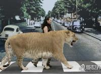 世界上最大的猫科动物，狮子和老虎杂交产物狮虎兽(体积是老虎两倍)