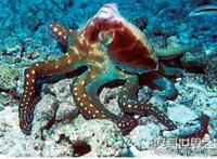 章鱼的血液是什么颜色，是蓝色的(因为血液中的铜离子是蓝色)