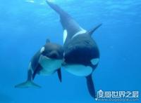 哪种鱼不属于鱼类？不属于鱼类的鱼盘点(鲸鱼/鲍鱼/章鱼)