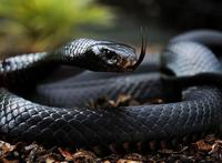 世界上速度最快的蛇，非洲黑曼巴(最快时速能达23公里)