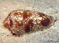 世界上毒性最强的螺，鸡心螺的毒液可以让你死的悄无声息