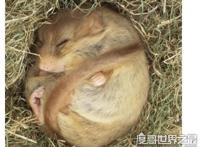 世界上最喜欢睡觉的老鼠，睡鼠(每年大约有9个月都在冬眠)