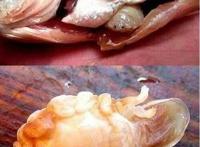 寄生在鱼身上的假舌头，缩头鱼虱成为你的盘中菜(重口味)