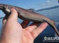 世界上最小十种鲨鱼，长度约几十厘米（杀伤力较小）