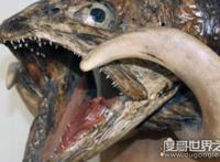 世界上最大的哲罗鲑，体长可达15米左右（被误认为“湖怪”）