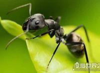 世界上十大最凶猛的蚂蚁，可毒杀蟒蛇（头有毒刺）