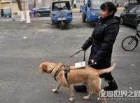 导盲犬是什么狗，长期受到专业训练的拉布拉多/黄金猎犬