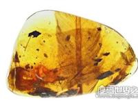 亿年前凶猛古鸟类，从琥珀中发现迷你猛禽(看起来小却很凶)