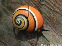 世界上最漂亮的彩色蜗牛，古巴彩色蜗牛(外壳鲜艳又亮丽)