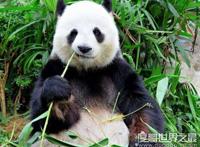 大熊猫是猫吗？并不是猫科而是熊类(以前的名字叫＂猫熊＂)