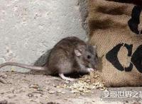 家里放一物绝对没老鼠，赶走老鼠的4个小妙招(亲测有效)