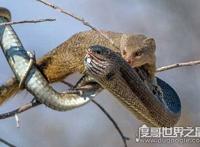 眼镜王蛇的天敌，蛇獴科莫多巨蜥完败眼镜王蛇
