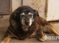 世界最老寿命最长的狗狗辞世，活了30年的它相当于人类133岁高龄
