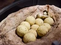 世界上最大的恐龙蛋，长达55厘米短径可达14.5厘米(巨蛋)