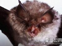 蝙蝠真实照片，马来狐蝠是世界最大的蝙蝠(翼展可达1.8米)