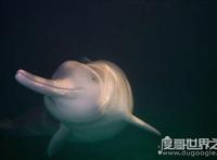 长江白鳍豚图片介绍，白鳍豚灭绝了吗（揭秘真正的内幕）