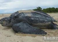 世界上体型最大的海龟是什么龟，棱皮龟(体长3米/重1吨)