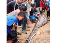 大蟒蛇吃人事件是真的吗？大蟒蛇将农妇生吞画面惨不忍睹