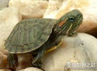 巴西龟怎么分公母，几个小细节教你轻松分辨(母龟比公龟体型大)