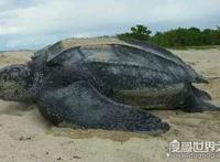 世界上最大的龟类，棱皮龟为龟类之最(长2.5米/重达1吨)