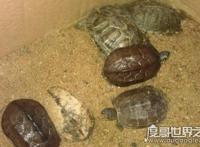 乌龟什么时候冬眠，一般从11月到次年的4月(主要受温度影响)