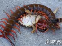 生活小妙招，家里放一物绝对没蜈蚣（公鸡或为最优选择）