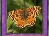 雅蠛蝶是什么意思，日语不要的意思(网络十大神兽之一)