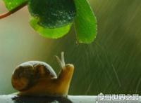 什么动物会夏眠？夏眠的动物大盘点(松鼠蜗牛都会夏眠)