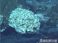 生存在海底1万米下的生物，巨型阿米巴虫(单个细胞直径超过10CM)