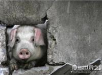 被埋36天不死的猪坚强12岁了，12岁的寿命相当于人类90岁