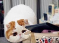 红小胖snoopy猫是什么品种，血统高贵的明星加菲猫