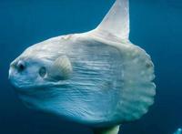 翻车鱼的死法太残忍了，竟然会因为精神打击过大而死