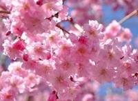 世界上十种最美丽的花，看看有没有你喜欢的