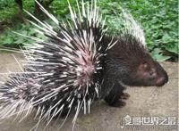 豪猪和什么动物是近亲，与老鼠是近亲(它属于啮齿目动物)