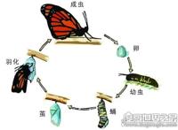 毛毛虫变蝴蝶的过程，说说蝴蝶成长的艰难历程(从丑陋到美丽)