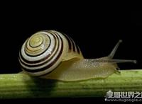 世界上牙齿最多的动物，蜗牛(共有超过两万颗牙齿)