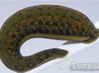 蚂蟥最怕什么，因为没有皮肤最怕盐了(会让它脱水而死)