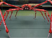 世界上最大的螃蟹，日本巨型杀人蟹蜘蛛蟹(长4.2米/重40斤)