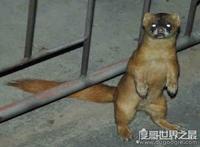 黄鼠狼附身科学解释，黄鼠狼附体是由气味影响的古怪幻觉