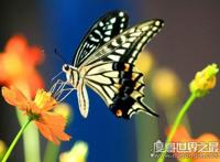 蝴蝶的家在哪里，它们常常缀叶为巢(下雨时会都在花间或树叶下)