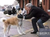 忠犬八公是什么狗，日本国犬秋田犬(曾经日本贵族的专属宠物)