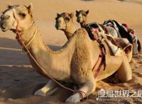 什么是反刍动物，反刍动物有哪些(牛/羊/鹿/骆驼)