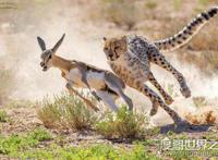 猎豹的速度到底有多快，120km/h(博尔特在它面前就是渣渣)
