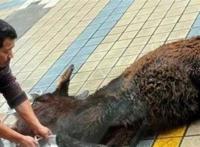 这道禁菜浇驴肉，把活驴部分剖皮反复烫熟再割下（丧心病狂）