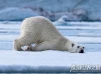 南极有北极熊吗，没有(在熊出现以前南极大陆就已经分离)