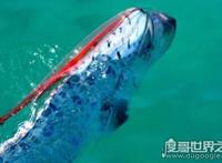 世界上最长的鱼，皇带鱼的恐怖传说(长度可达17米)
