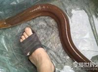 世界上最大最长的鳝鱼，体长1.5米（体重约36斤）