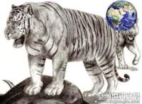 800公斤史上最大的老虎，东北远东巨虎(长4米/重800公斤)