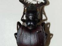 世界上最大的食肉甲虫，大王虎甲(能够轻松捕食老鼠和蜥蜴)