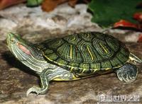 巴西龟寿命，大部分只能活15年以下(最长寿命不超过35年)